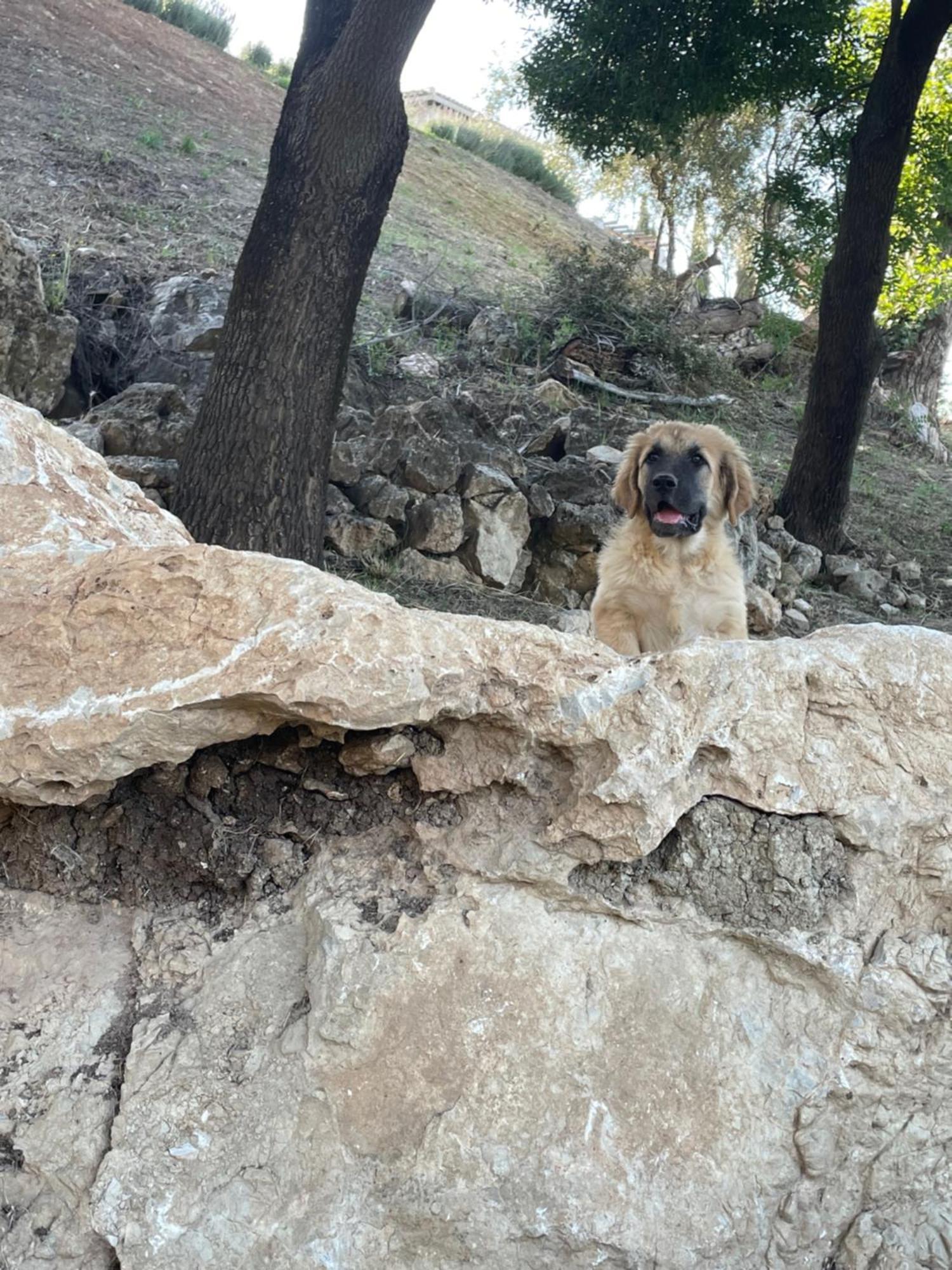 Cortijo Rancho Verde Colmenar Buitenkant foto